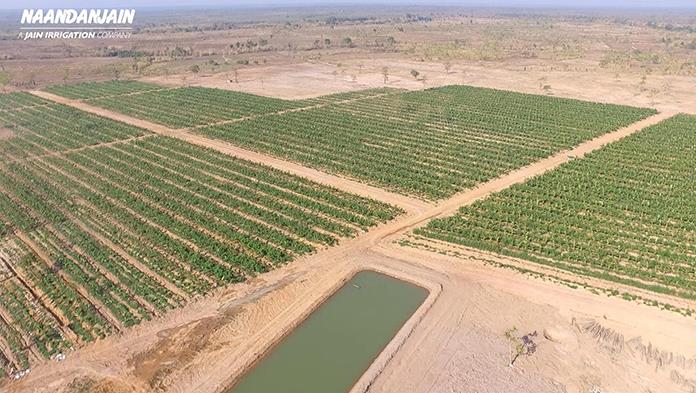 Tưới nhỏ giọt cho 300 hecta cây cacao