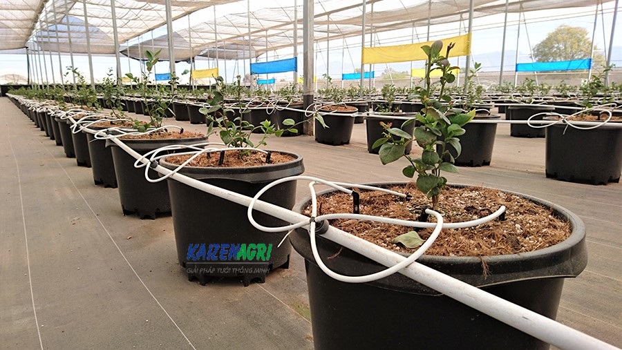 WhatsApp Image 2024-01-16 at 12.16.22_96359ac1