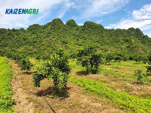 637566917254302323-600x450